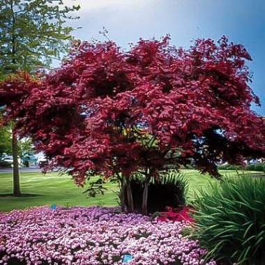 emperor-japanese-maple-2