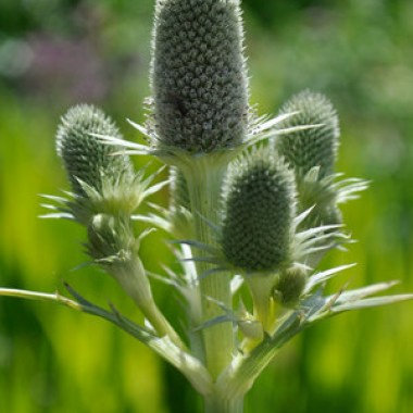 eryngium-agaviifolium2