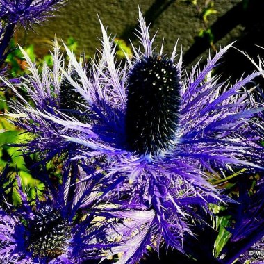eryngium-alpinum-blue-star