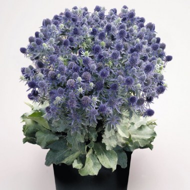 eryngium-planum-blue-hobbit-l8750-3