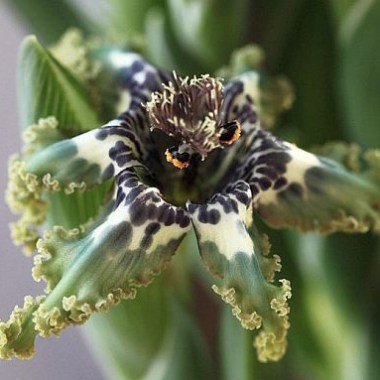 ferraria_crispa1