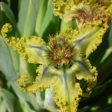 ferraria_variabilis_ah5