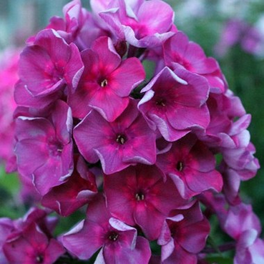 floks-anna-karenina-anna-karenina