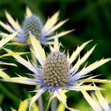 flsery31106_3