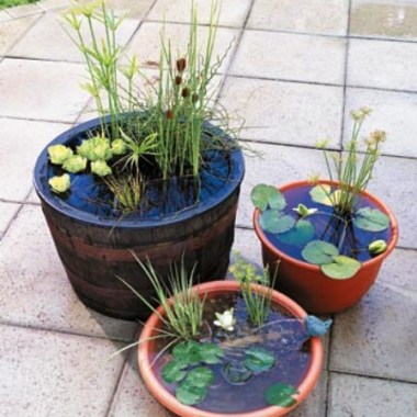 garden-1