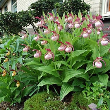 garten15