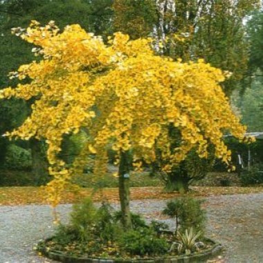 ginkgo-biloba-pendula-4-year-graft