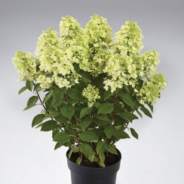 gort-panflora-600x560