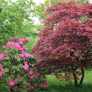 growing-and-caring-for-japanese-maples-fb