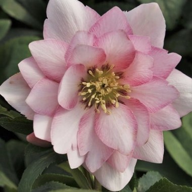 helleborus-hybridus-cotton-candy.i-3382.s-64406.r-1_87beae55-ecd9-41d8-854a-f7c619ee66e7_400x.progressive