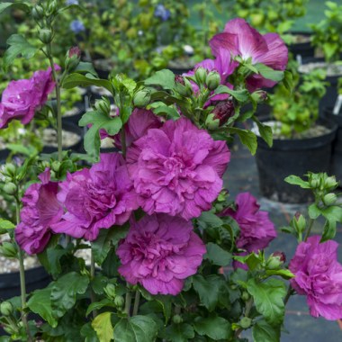 hibiscus_magenta_chiffon_2