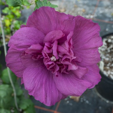 hibiscus_magenta_chiffon_3