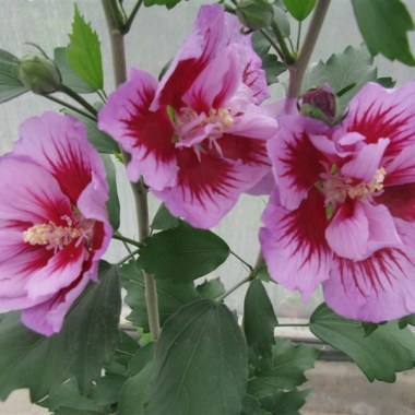 hibiscus_syr.santiago_4_(medium)