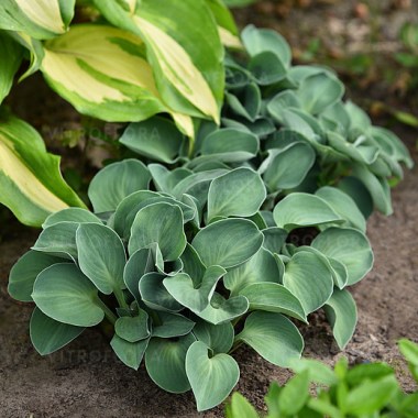 hosta-blue-mouse-ears_41