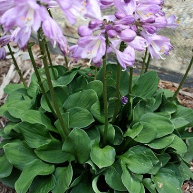 hosta-green-thumb.i-10522.s-65284.r-1_400x.progressive