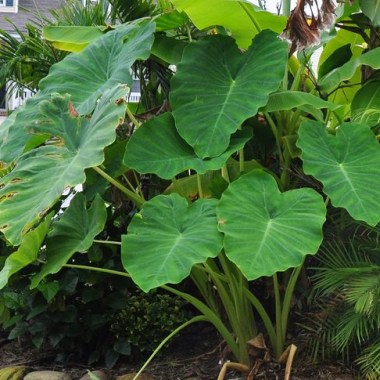 how-to-grow-taro
