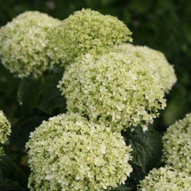 hydrangea-arborescens-bellaragazza-limetta-01