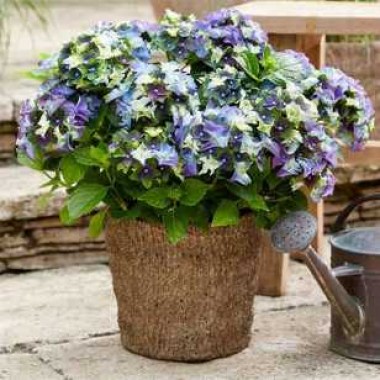 hydrangea-macrophylla-royalty-lady-mata-hari-blue-03