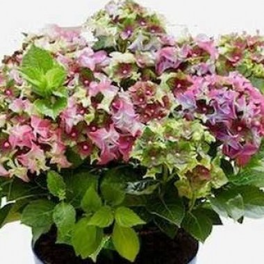 hydrangea-macrophylla-royalty-lady-mata-hari-pink-016