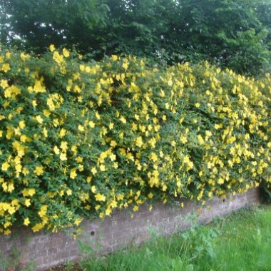hyp-hidcote-500x375