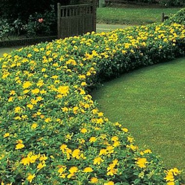 hypercium-calycinum