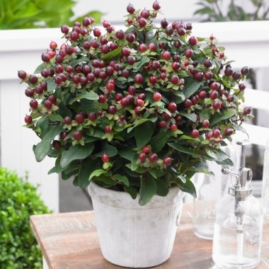 hypericum-magical-universe-p4665-37103_medium