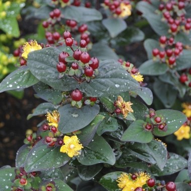 hypericum-magical-universe-p4665-37105_medium