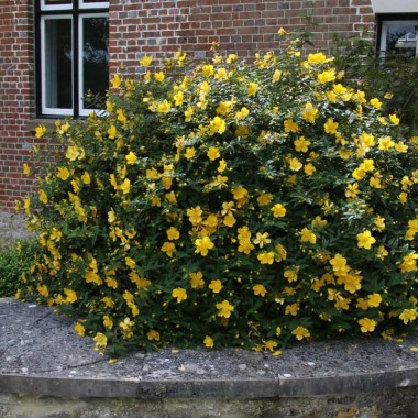 hypericum-patulum-5