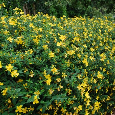 hypericumhidcote37