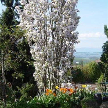 i-grande-2134-prunus-serrulata-amanogawa-baliveau-200-250-motte-xxl.net