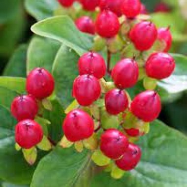 images47