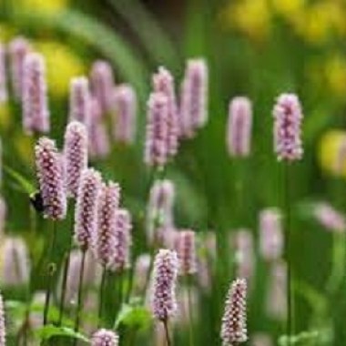 images78