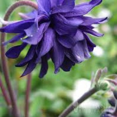 images7
