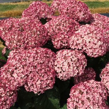 incrediball_blush_hydrangea_blooms
