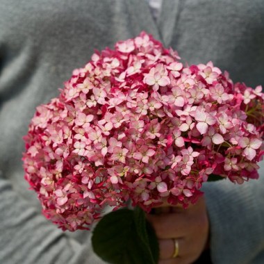 invincibelle_ruby_hydrangea-1