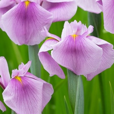 iris_laevigata_rose_queen__jac7369-1