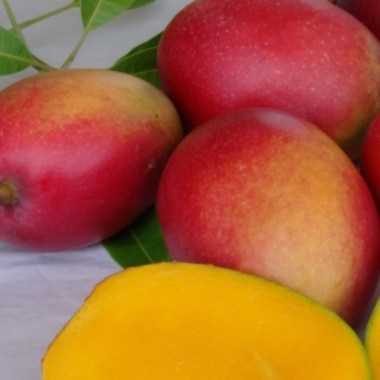irwin-fruit