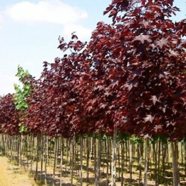 klen-krasnolistnyj-royal-red-kom-2-2-2-5m-600x600-product_popup