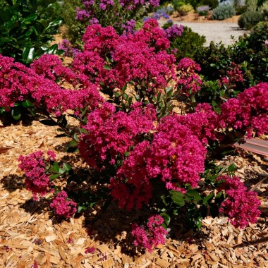 lagerstroemia_kiss_3021_04