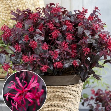loropetalum-chang-nian-hong-ever-red