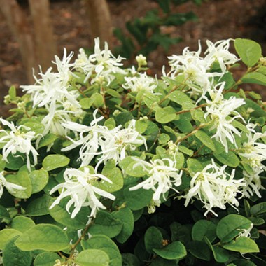 loropetalum-chinense-«snow-muffin»-loropetalum-kitajskij«snow-muffin»1