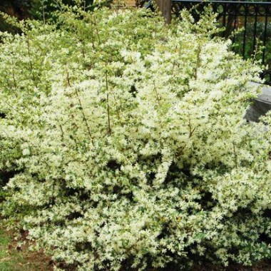 loropetalum_glowinghorizon_carolinamoonlight_3b_708_415_80_c1_l_t