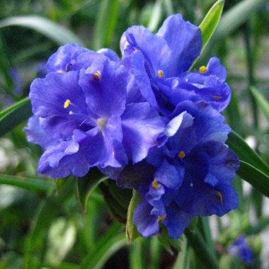 medium_tradeskantsiya_sadovaya_caerulea_plena