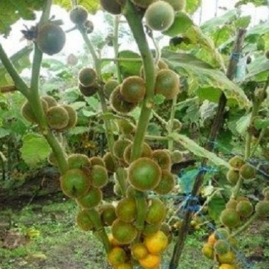 naranjilla1-400x299