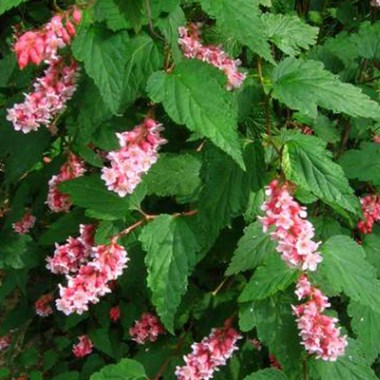 neillia-affinis-180437