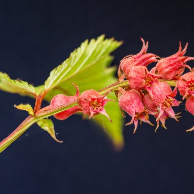 neillia_affinis,_trosspirea._23-05-2022_(actm.)