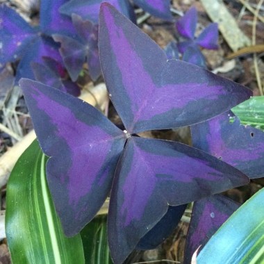 oxalis56