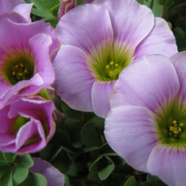 oxalis_rosea4