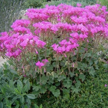 p._endlicherianum