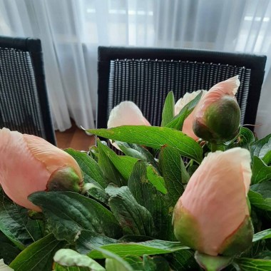 paeonia-apricot-whisper-01-scaled